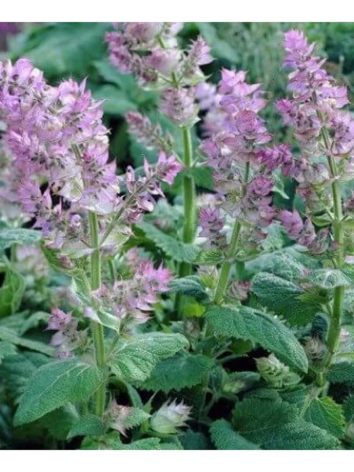 Шалфей мускатный кубанец