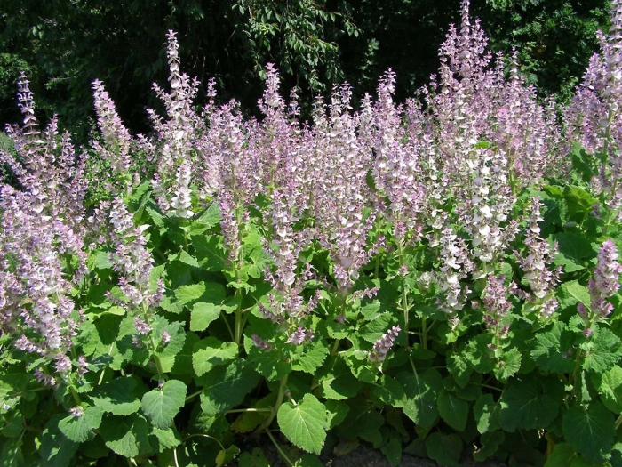 Шалфей вознесенский