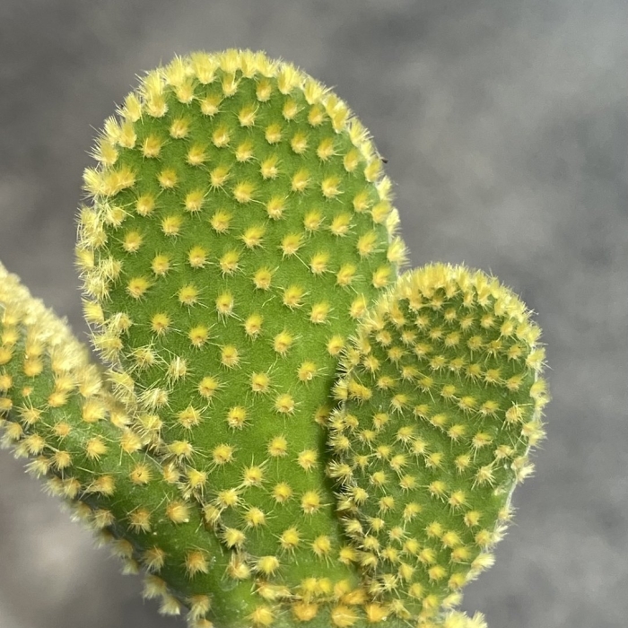 Опунция мелковолосистая цветение