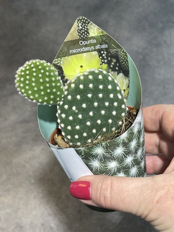 Кактус опунция альбиспина