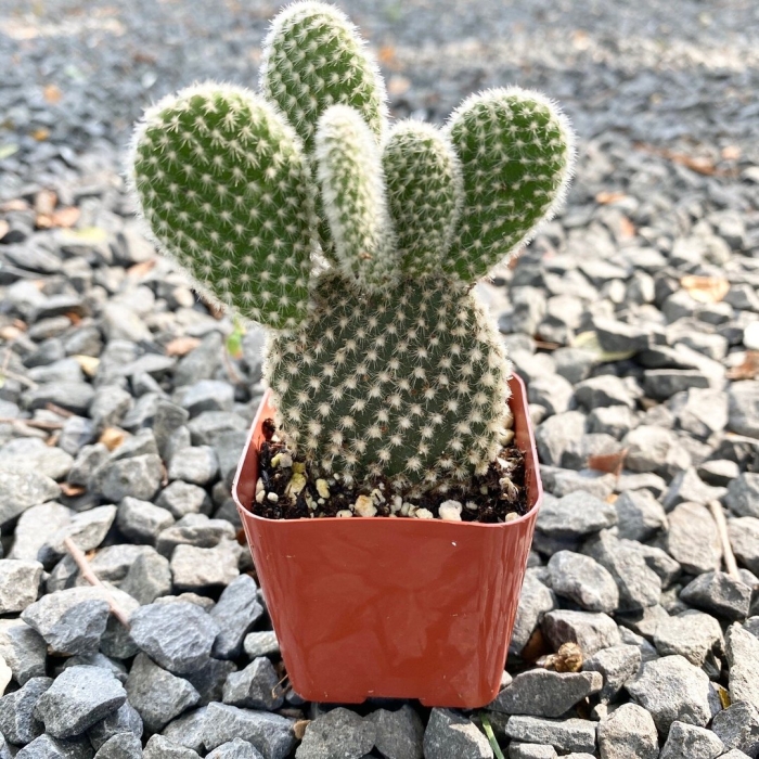 Опунция альбиспина