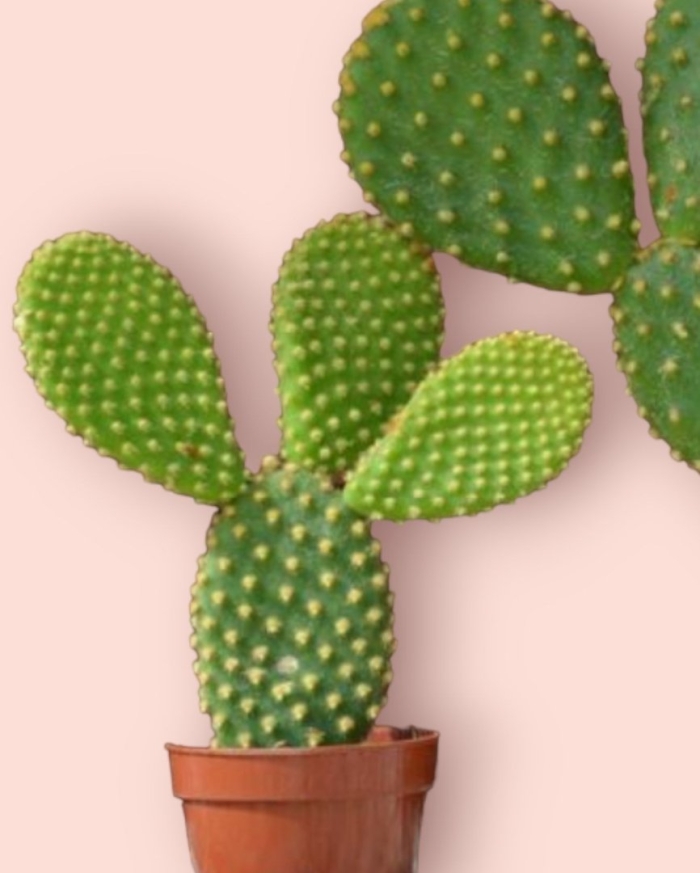 Опунция microdasys