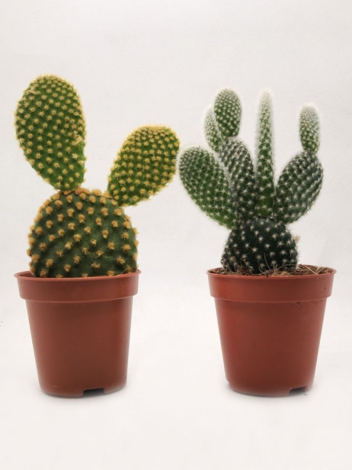 Кактус опунция