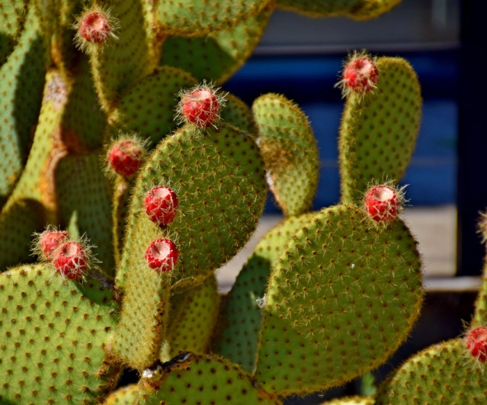 Opuntia scheeri