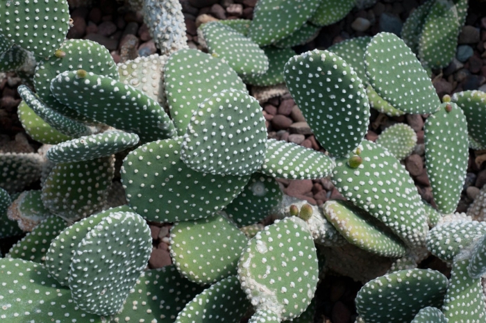 Опунция microdasys