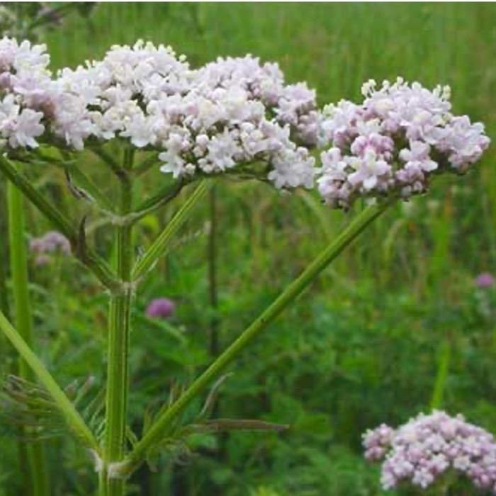 Valeriana officinalis l.