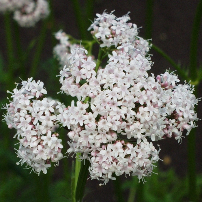 Валериана tuberose