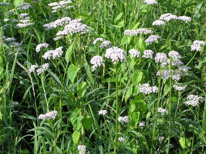 Валериана оффициналис valeriana