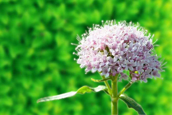 Валериана клубненосная (valeriana tuberosa)