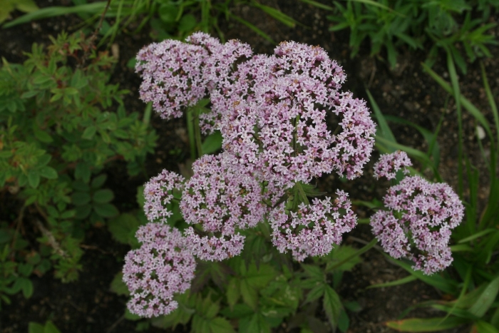 Valeriana officinalis l.