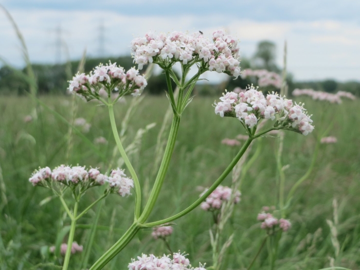 Валериана. (valeriana officinalis)