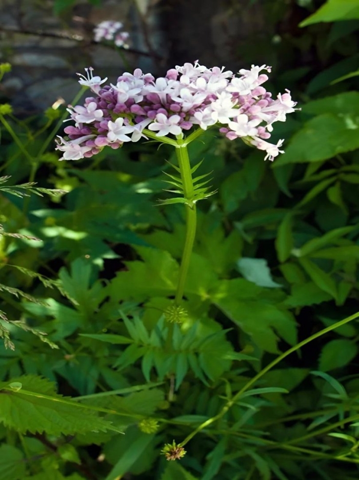 Валериана лекарственная кардиола