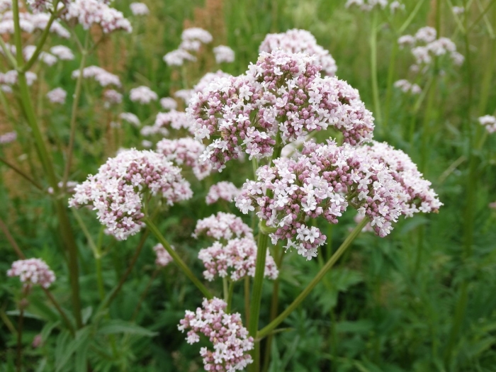 Valeriana officinalis l.