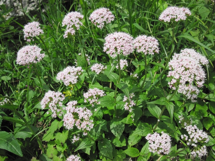 Валериана. (valeriana officinalis)