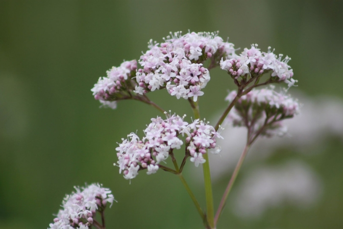 Valeriana officinalis l.