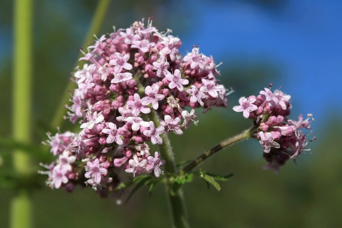 Валерьяна лекарственная - valeriana officinalis