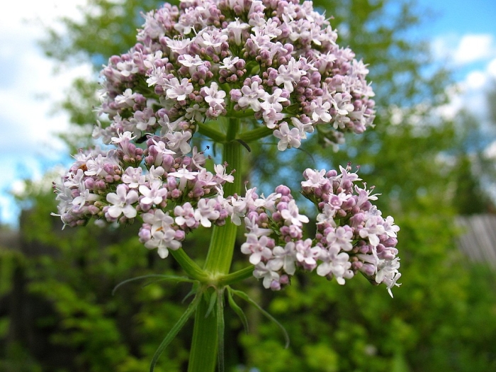 Valeriana officinalis l.