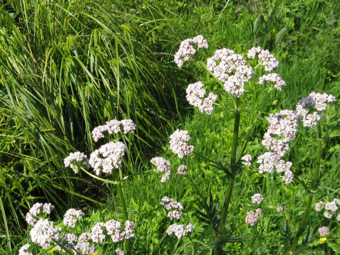 Валериана двудомная