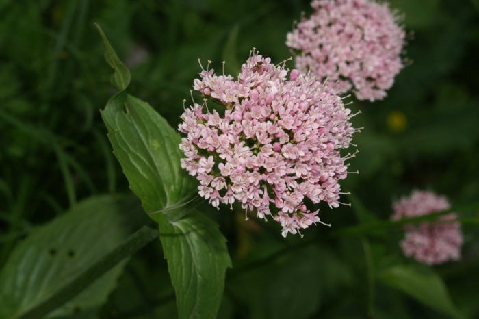 Валериана аянская