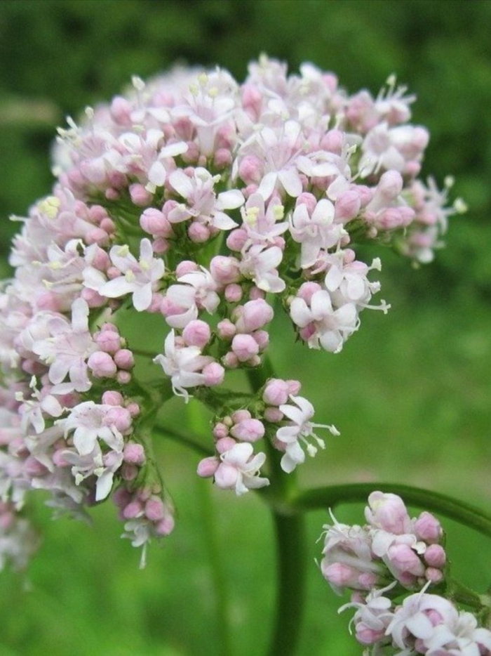 Valeriana officinalis l.