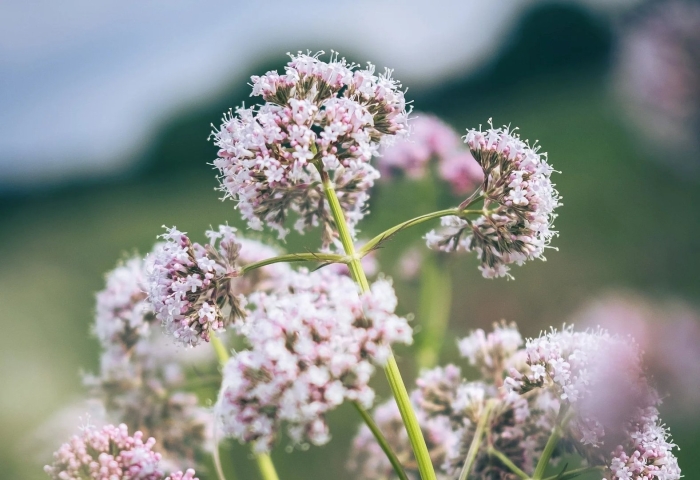 Валериана помогает от бессонницы