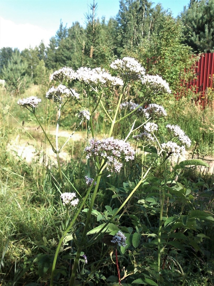 Valeriana wolgensis