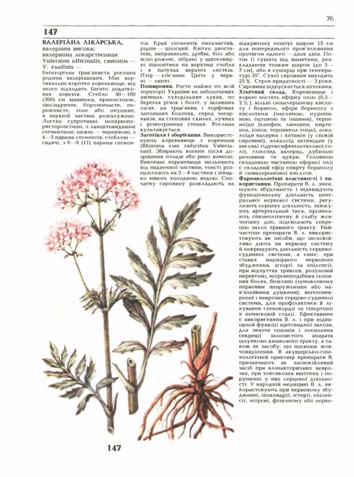 Валериана лекарственная фармакогнозия