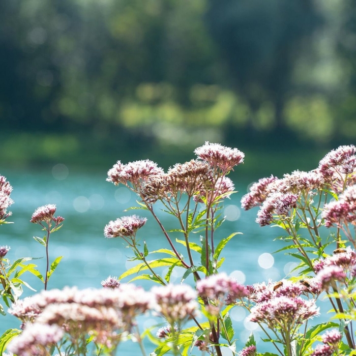 Eupatorium cannabinum