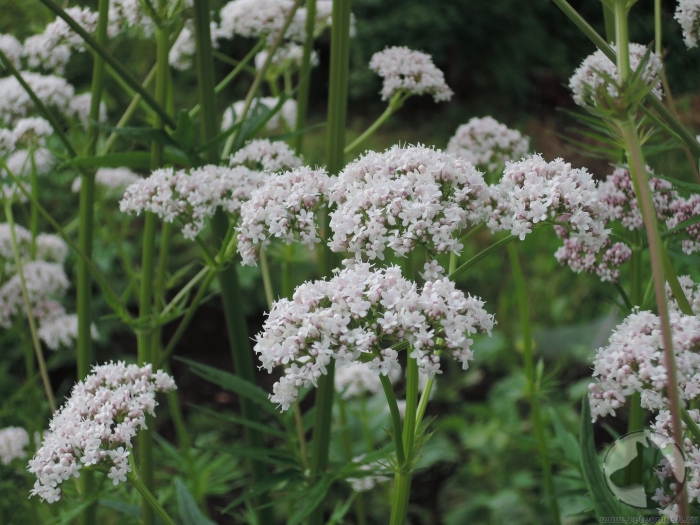 Валериана цельнолистная