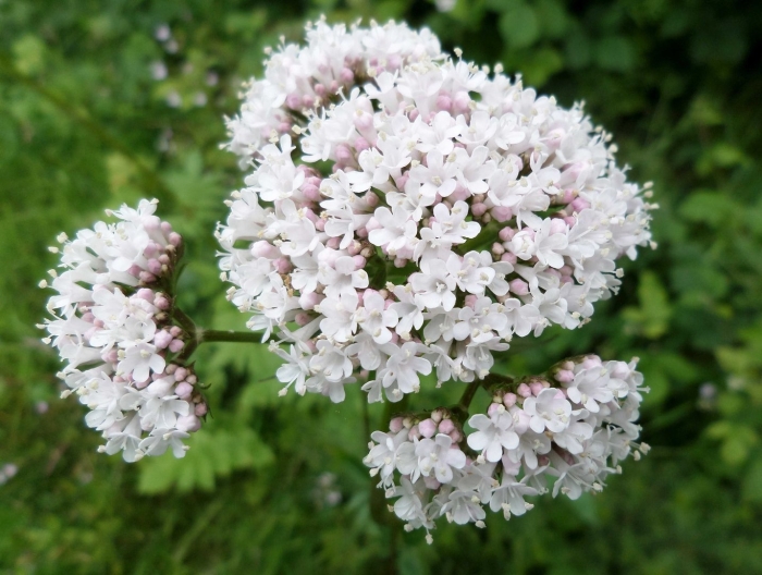 Valeriana officinalis