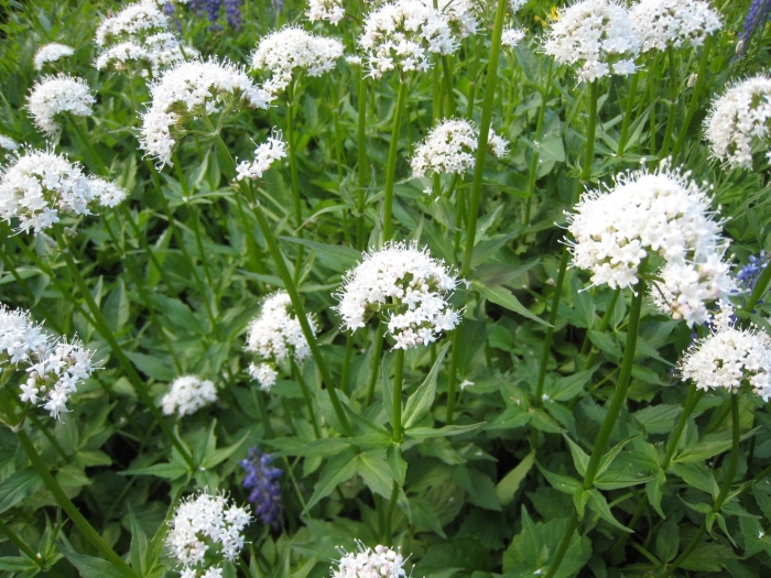 Валериана растение