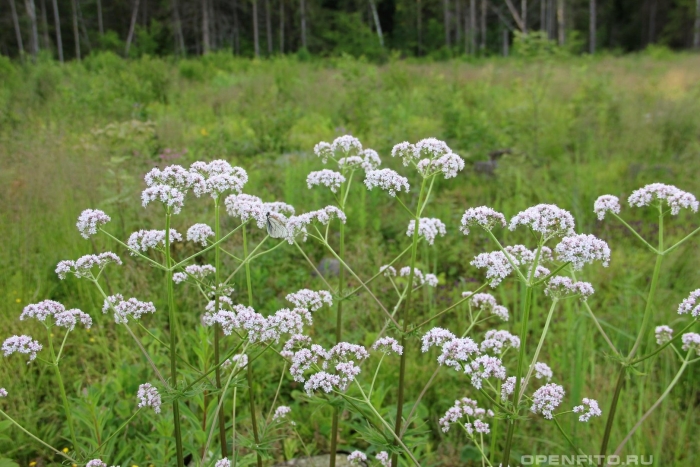Валериана лекарственная травы
