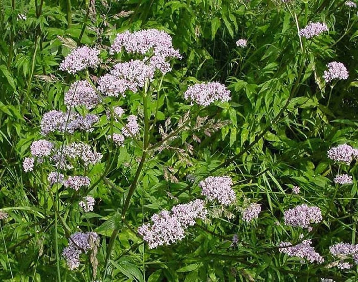 Валериана. (valeriana officinalis)