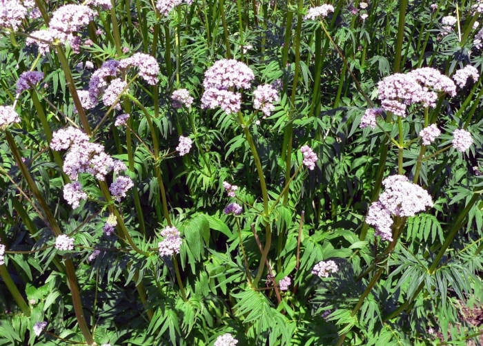 Валериана. (valeriana officinalis)