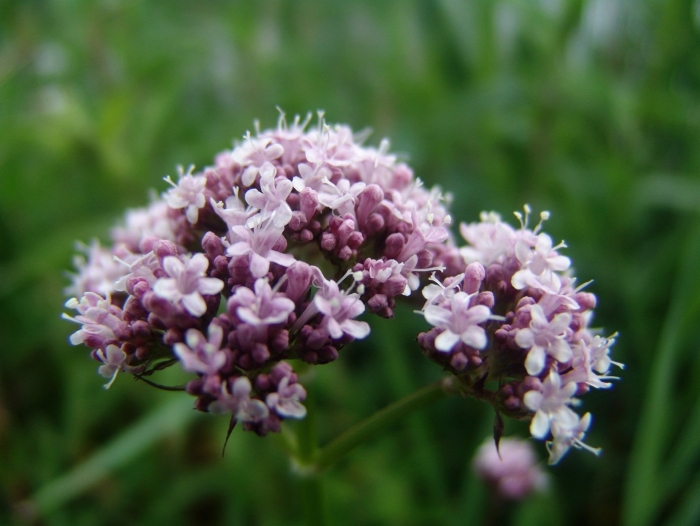 Валерьяна лекарственная - valeriana officinalis