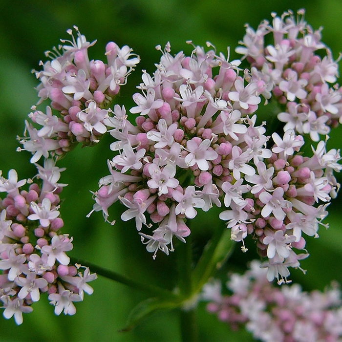 Валериана лекарственная / valeriána officinális