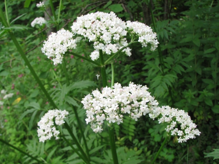 Валериана бузинолистная