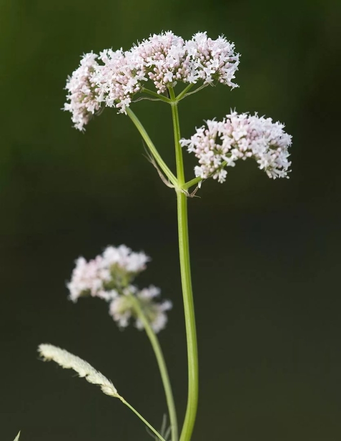 Валериана. (valeriana officinalis)