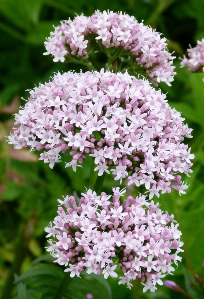 Valeriana officinalis l.
