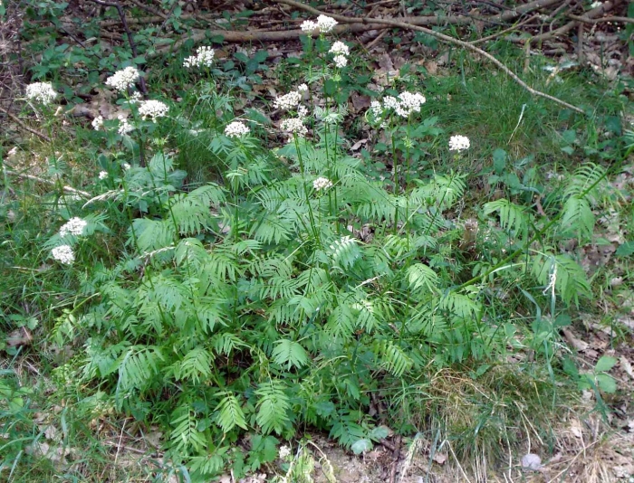 Валериана липолистная