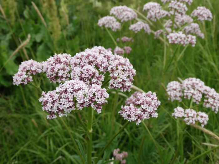 Valeriana officinalis растение