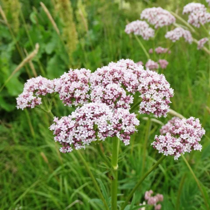 Valeriana officinalis l.