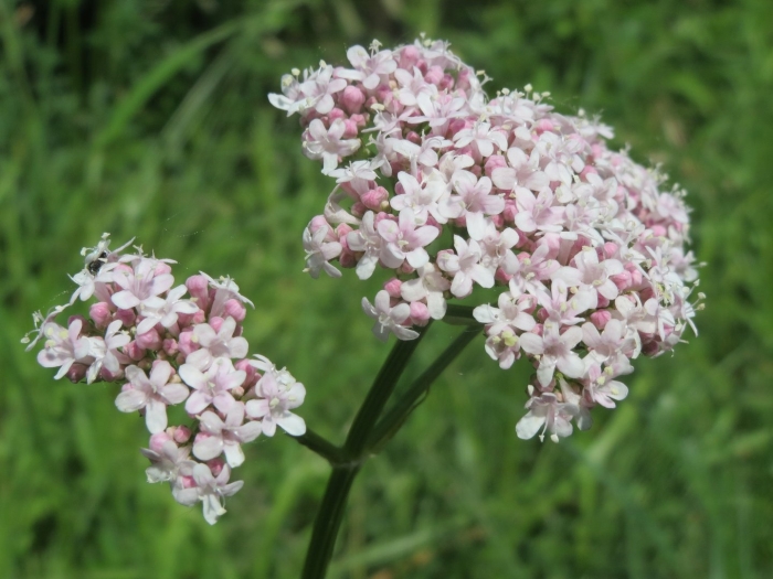 Valeriana officinalis l.