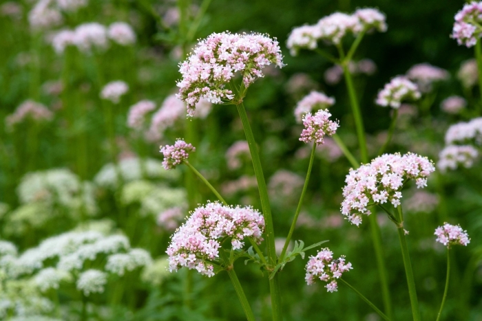Valeriana officinalis l.