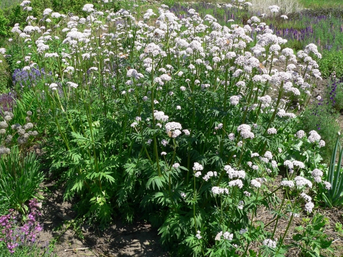 Валериана растение