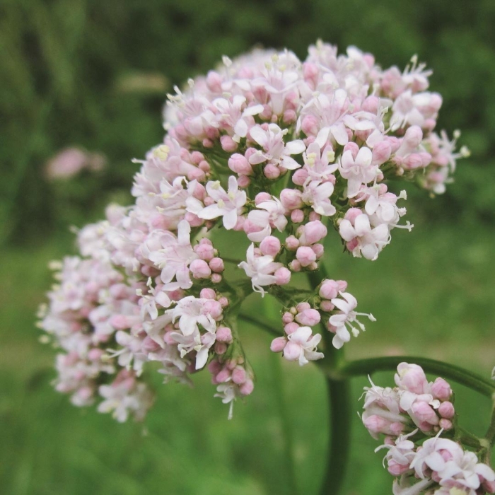 Valeriana officinalis