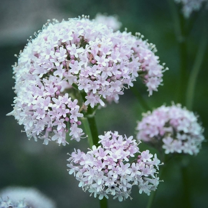 Валериана оффициналис