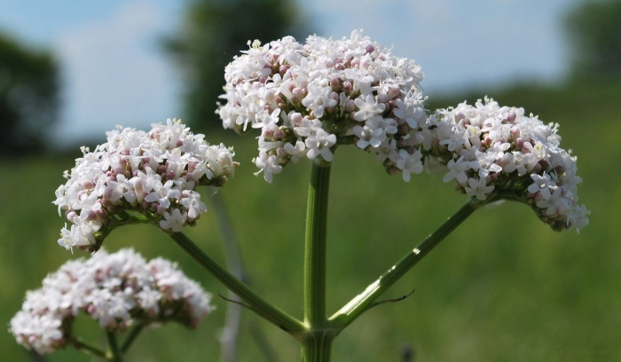 Valeriana officinalis семейство