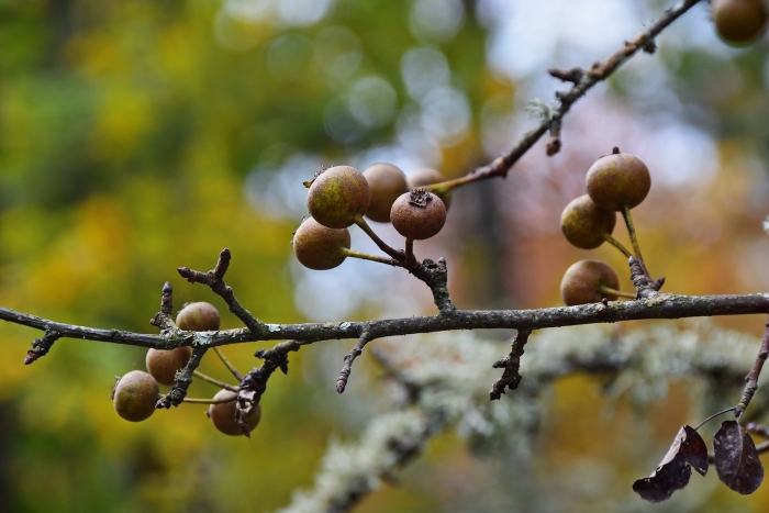 Pyrus calleryana