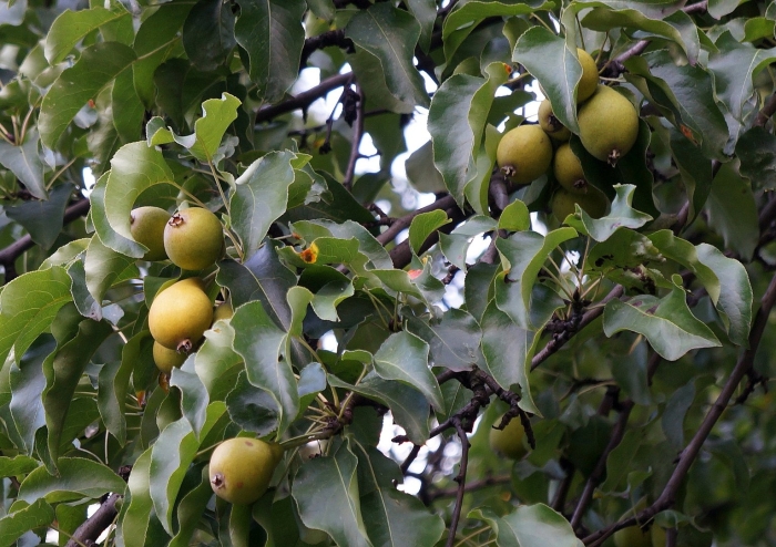 Дикая груша дичка